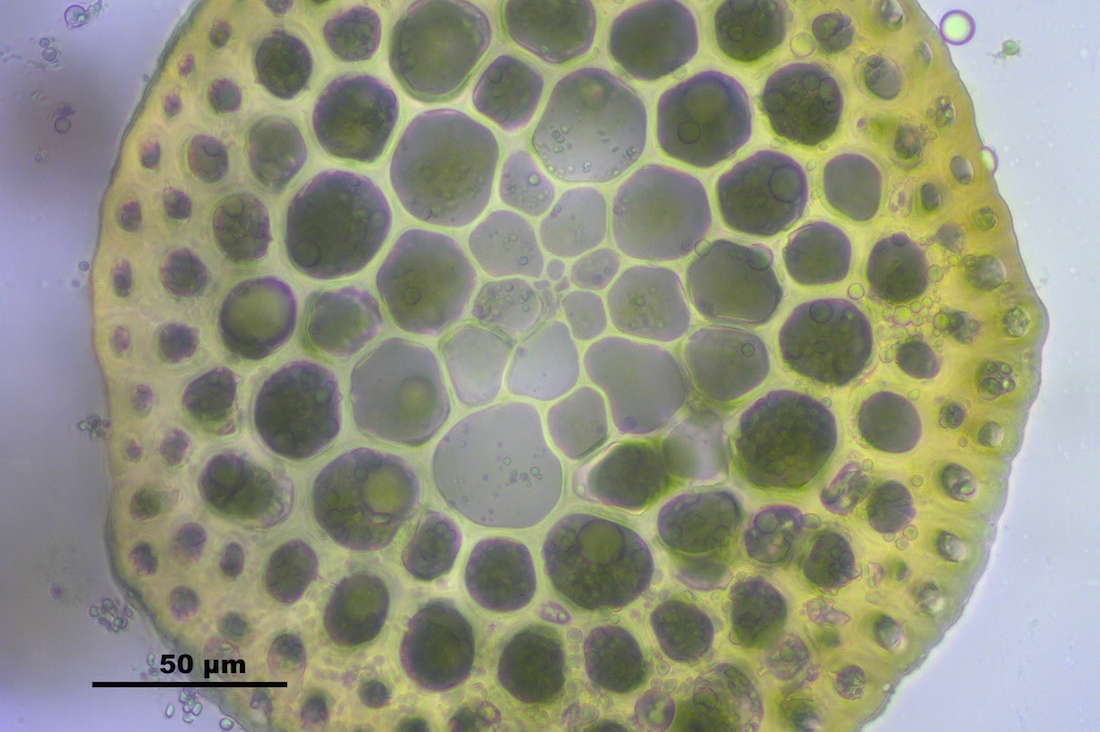 Arzénevő vízimohát találtak - környezetbarát víztisztító válhat belőle Arzénevő vízimohát találtak - környezetbarát víztisztító válhat belőle